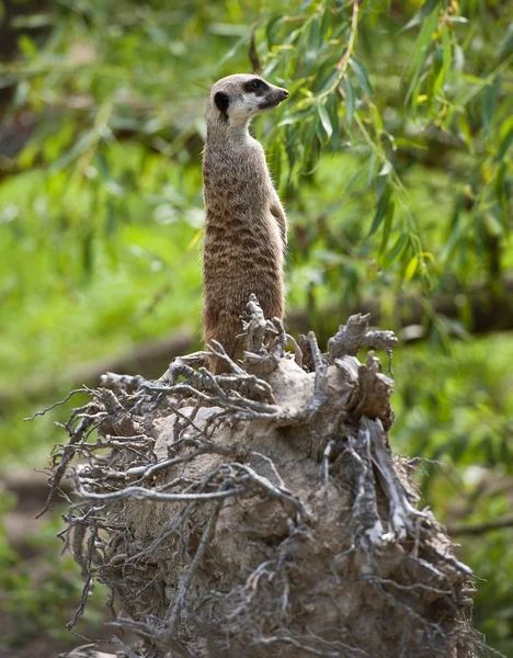 Meerkat. — Foto de Stock