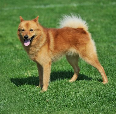 Finnish spitz clipart