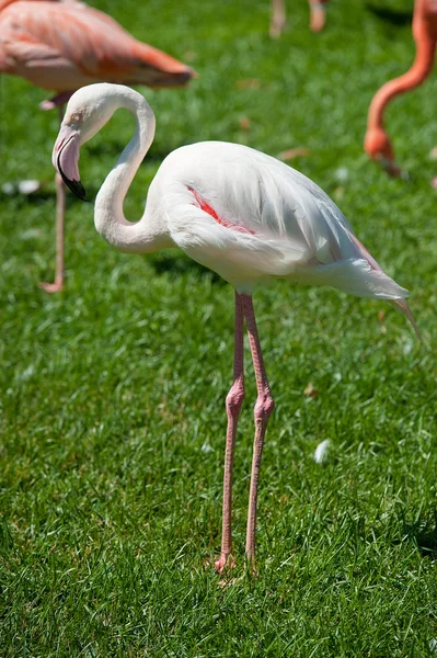 Фламинго — стоковое фото