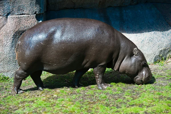Grand hippopotame — Photo