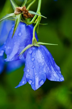 Wet bellflower clipart