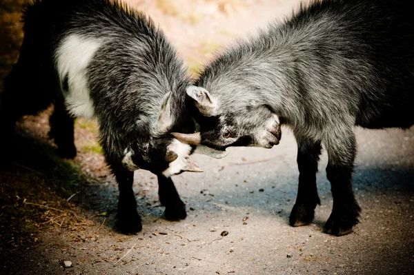 Young goats — Stock Photo, Image