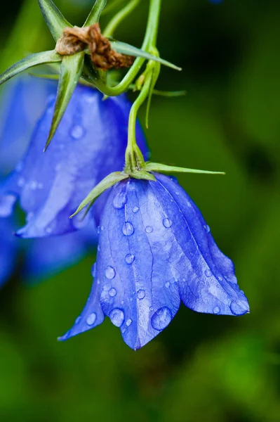 Wet bellflower — Stock Photo, Image