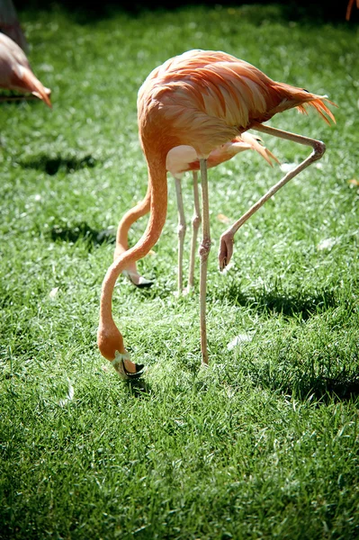 Flamingo — Stock fotografie