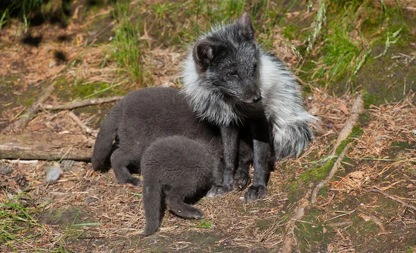 Artic fox — Stock Photo, Image