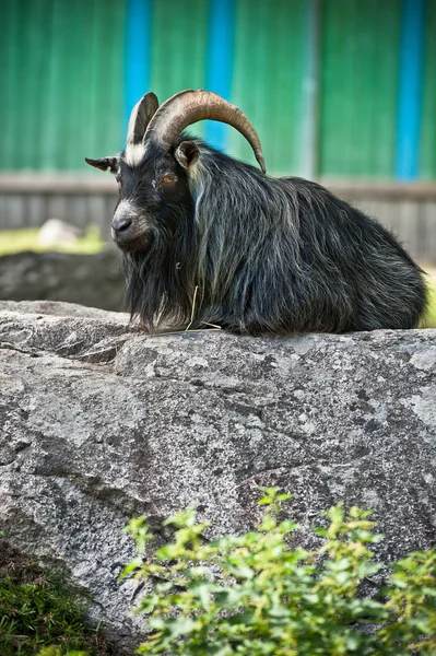 Resting goat — Stock Photo, Image