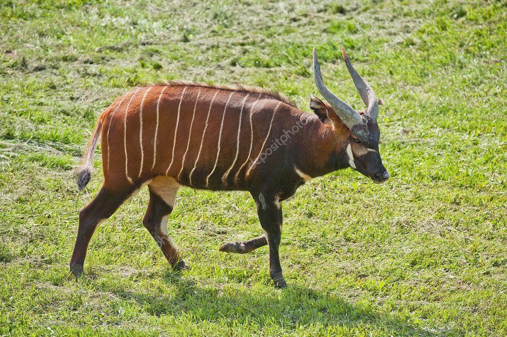 Bongo antelope — Stock Photo © andreasgradin 6044940