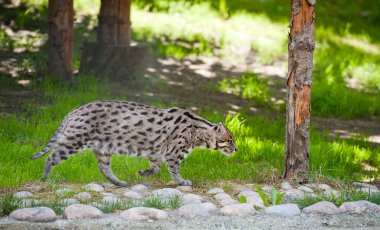 Fishing cat clipart