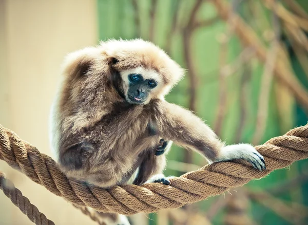 Macaco Gibbon — Fotografia de Stock