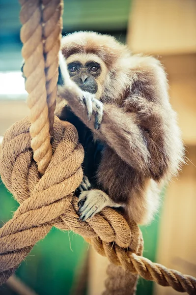 Macaco Gibbon — Fotografia de Stock