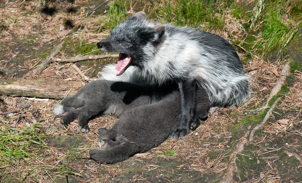 Artic fox — Stock Photo, Image
