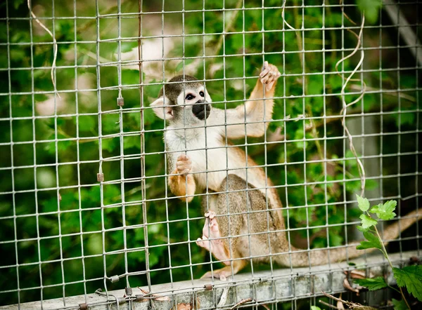 Sincap maymunu — Stok fotoğraf