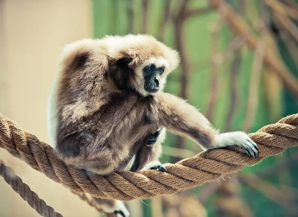 Gibbon-Affe Stockbild