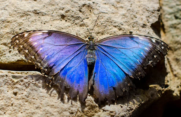 Papillon Images De Stock Libres De Droits