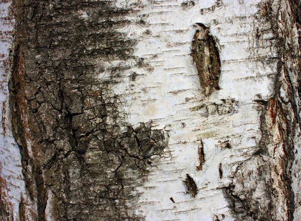 桦木, 纹理 — 图库照片