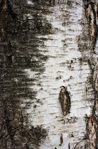 樺の木、テクスチャ — ストック写真