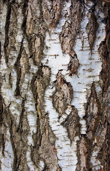 Bříza stromová kůra — Stock fotografie