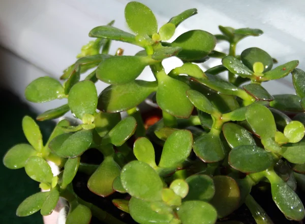 stock image Plant green