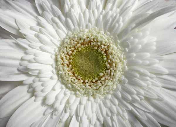 Stock image White flower