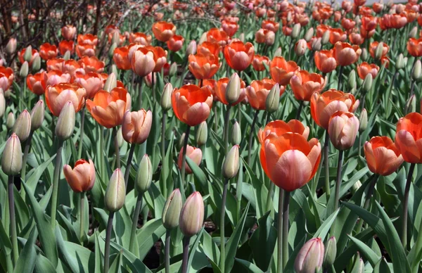 Varietal tulips — Stock Photo, Image