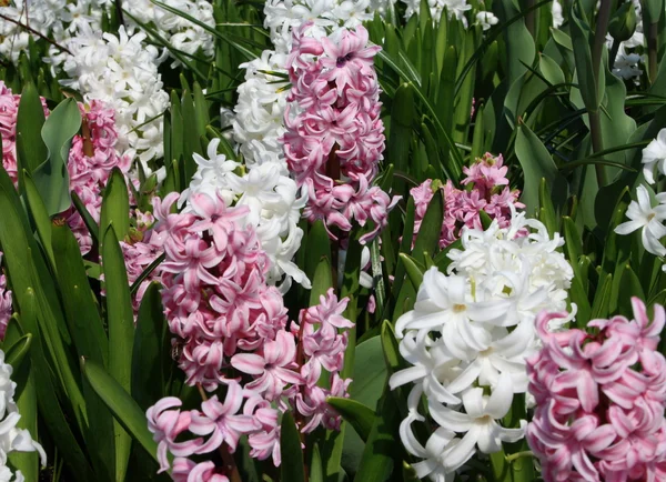 stock image Hyacinths