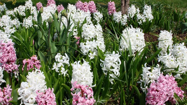 stock image Multicolored hyacinths in bloom