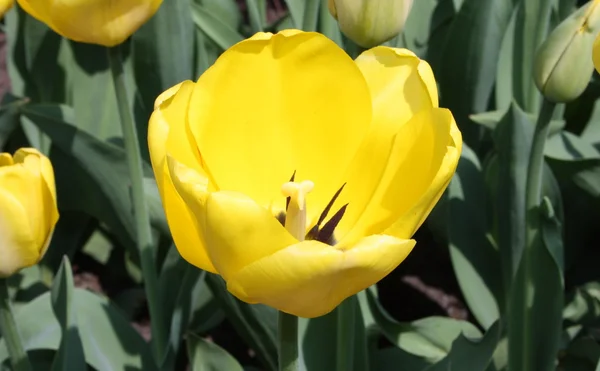 Single yellow tulip bud — Stock Photo, Image