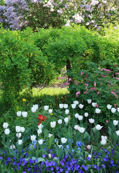 stock image Blossoming spring garden