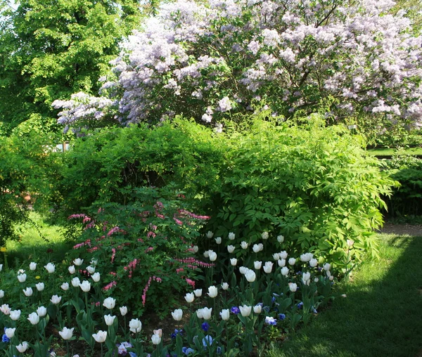 Flowering plants in the garden — Stock Photo, Image
