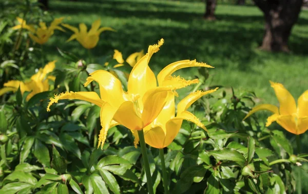 Весенние желтые цветы — стоковое фото