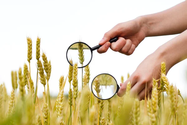 stock image Good harvest