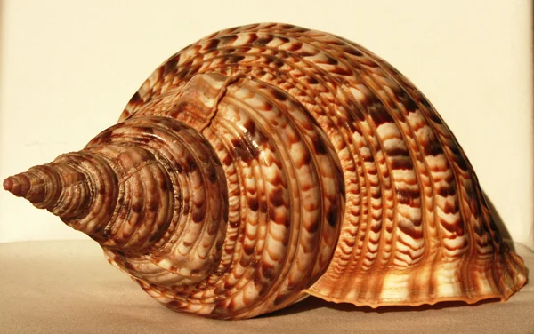 Meeresmuschel namens Trompetentriton — Stockfoto