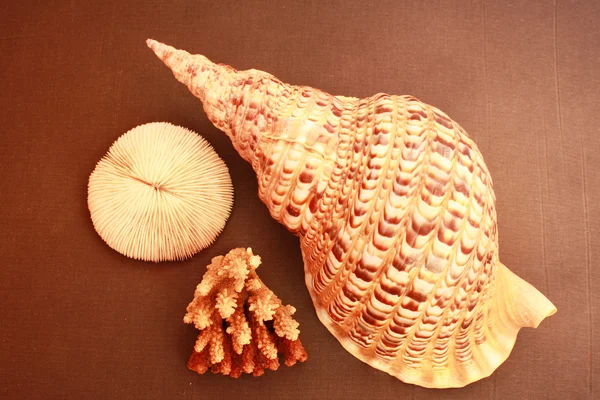 Muschel und Koralle — Stockfoto