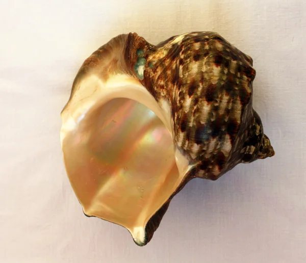 Green shell — Stock Photo, Image