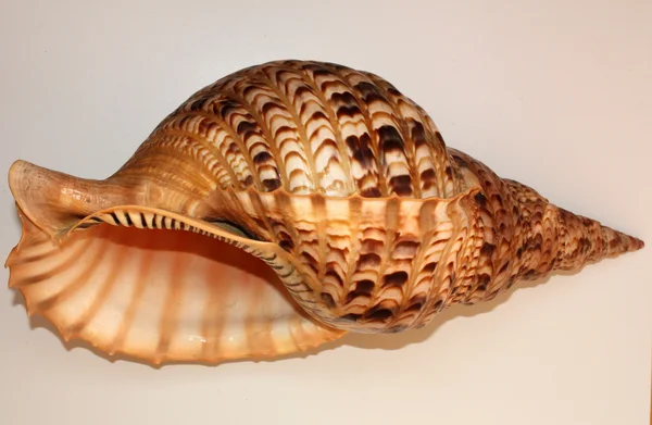 Ocean shell called Trumpet Triton — Stock Photo, Image