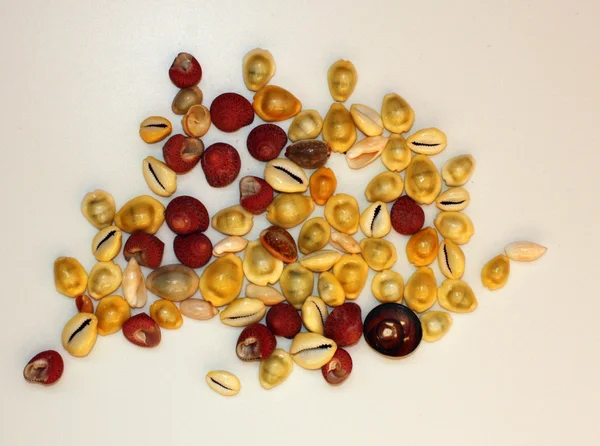 Conchas rojas y amarillas — Foto de Stock