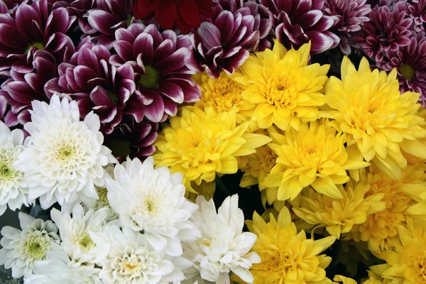 stock image Chrysanthemums