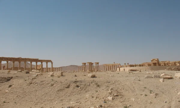 Palmýra je oázou v poušti — Stock fotografie