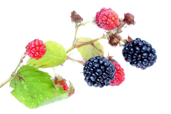 黑莓 — 图库照片