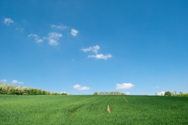 Field of green fresh grass under blue sky clipart