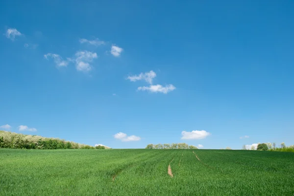Zöld, friss fű a kék ég alatt — Stock Fotó