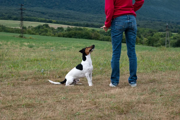 Training the dog obedience — Stock Photo, Image