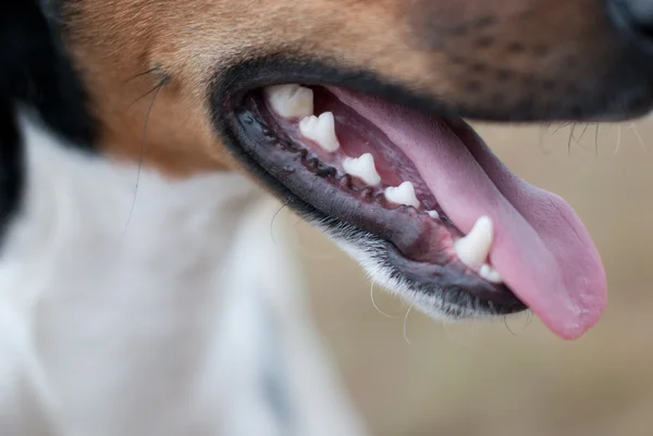 Offenes Hundemaul mit Zunge — Stockfoto