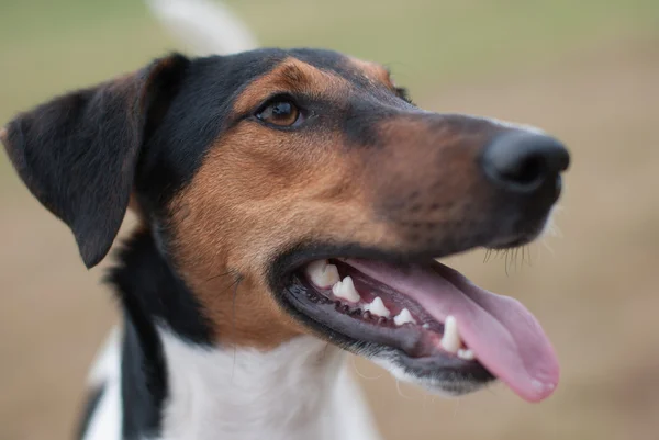 Sevimli terrier portre — Stok fotoğraf