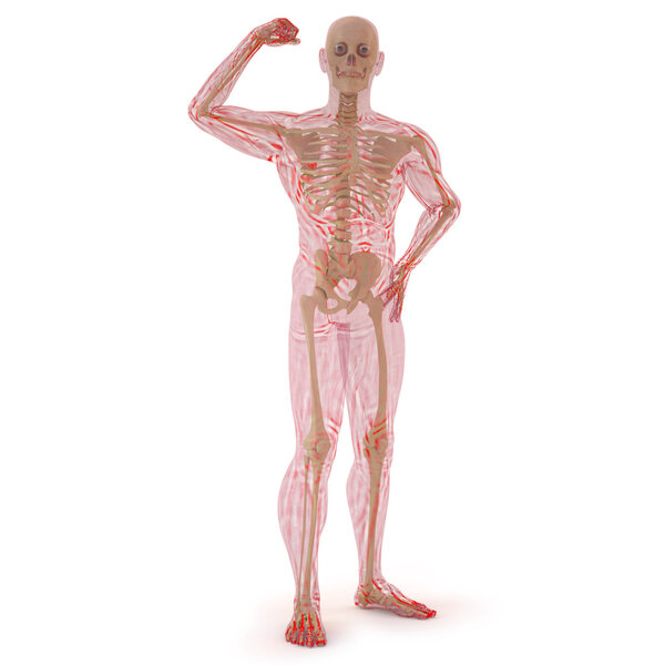 Translucent human body with visible bones. isolated on white.