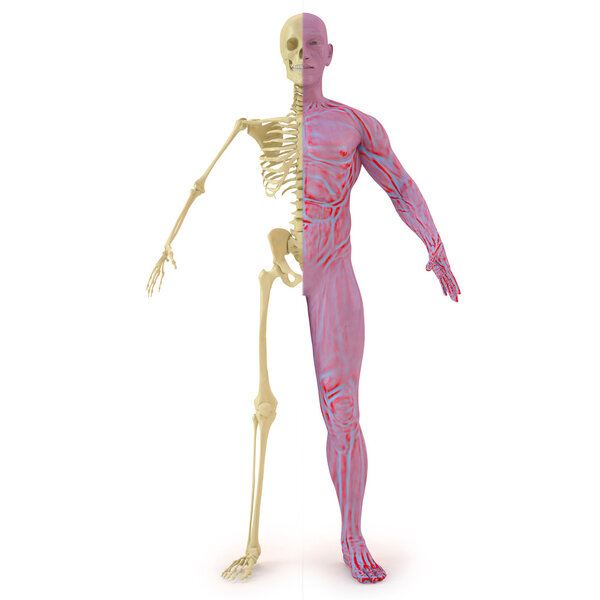 Anatomical structure of the body man. bones and muscular flesh. isolated on white.