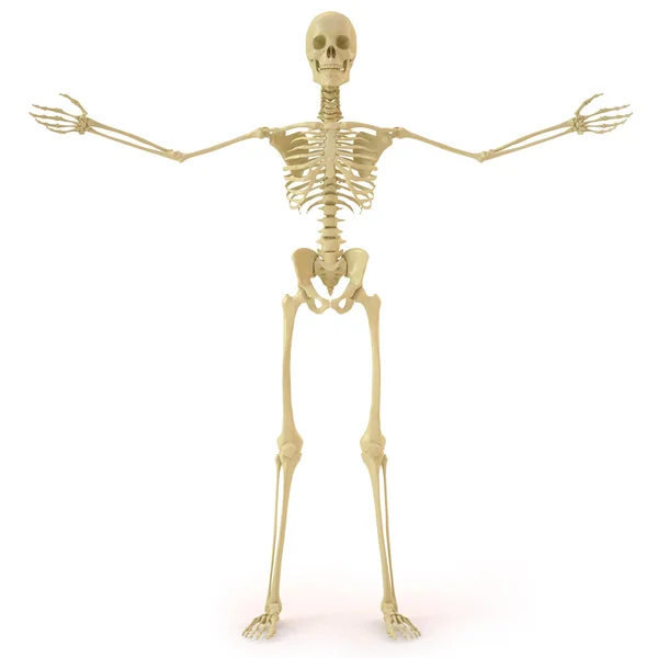 Σκελετός — Φωτογραφία Αρχείου