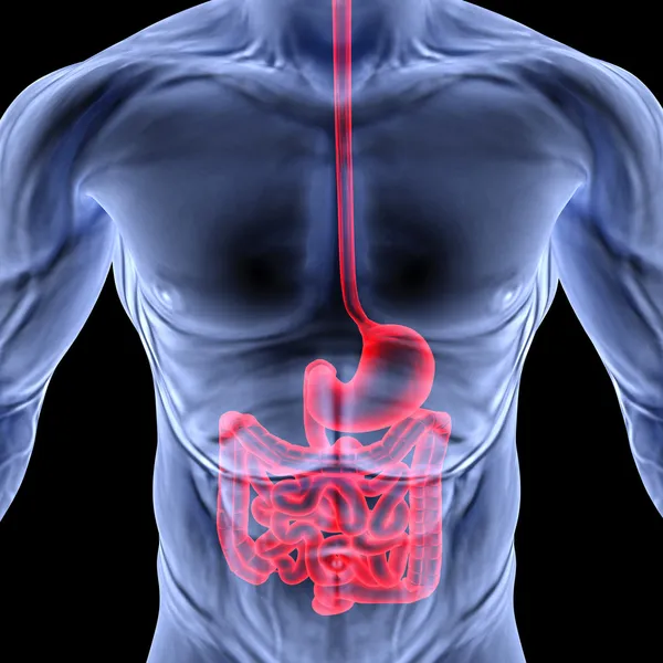 Intestino — Foto Stock