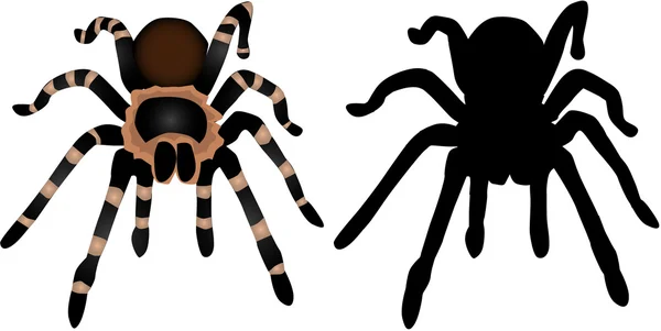 Hämähäkkisiluetti 1 — vektorikuva