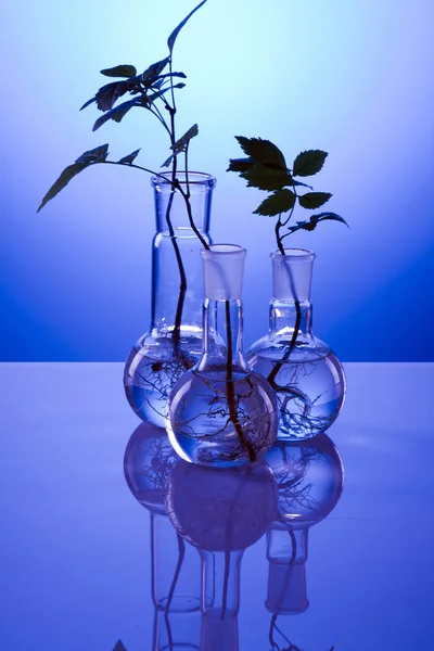 Ecologic laboratory, new source of energy! — Stock Photo, Image